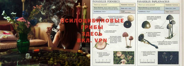 каннабис Гусев